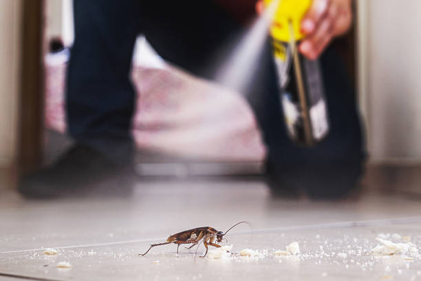 Best Wasp Removal Services  in Auburn, KY